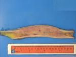9 NMSP Circulation A21 - Bone case B10.jpg